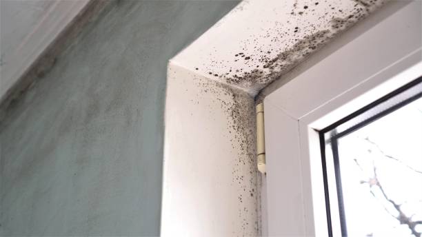 Environmental Consulting for Mold Prevention in East Brooklyn, CT