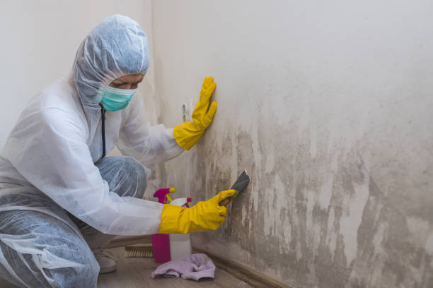 Best Industrial Mold Remediation  in East Brooklyn, CT